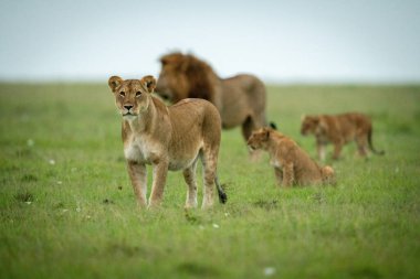 Aslanların sürüsü bir arada durur.
