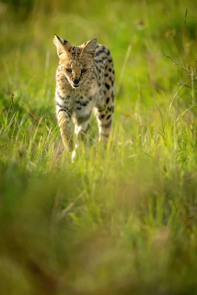 Serval Walking Long Grass Raising Paw — Stock Photo, Image