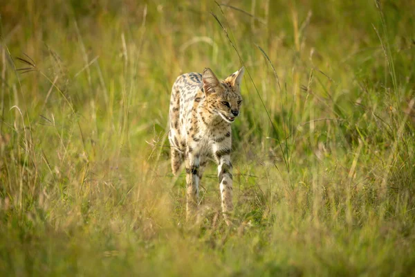 Serval Wandelen Door Lang Gras Zon — Stockfoto