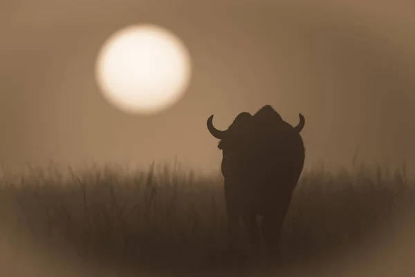 Sepia buffalo walks towards sunset in grass
