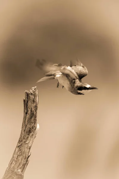 Sepia European Bee Eater Startuje Pniaka — Zdjęcie stockowe