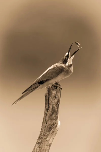 Sepia European Bee Eater Stump Tosses Fly — Stockfoto