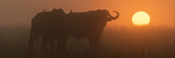 Panorama Two Cape Buffalo Standing Together — Stock Photo, Image