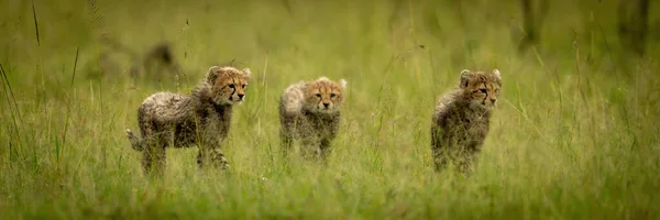 Panorama Tre Cuccioli Ghepardo Che Attraversano Erba — Foto Stock