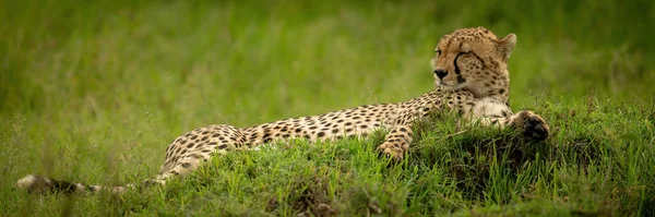 丘の上に横たわる眠いチーターのパノラマ — ストック写真