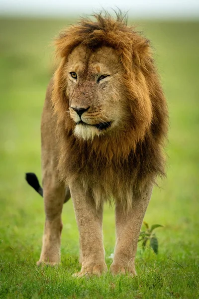 León Macho Con Los Ojos Dañados Mirando —  Fotos de Stock