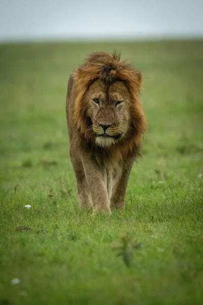 雄狮在草地上走向相机 — 图库照片