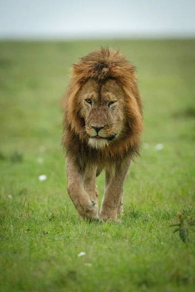 Male Lion Walks Camera Grass — Stock Photo, Image