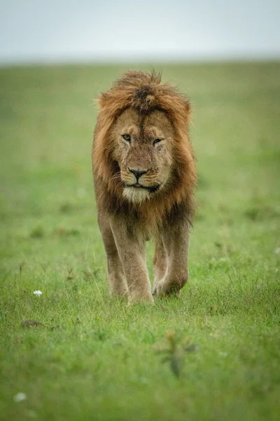 Macho León Camina Hacia Cámara Hierba —  Fotos de Stock