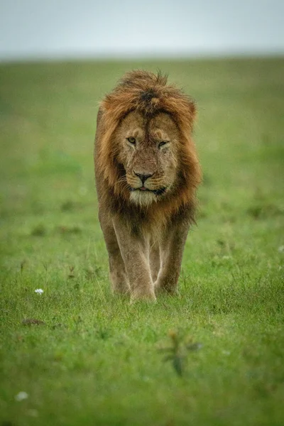 Male Lion Walks Camera Grass — Stock Photo, Image