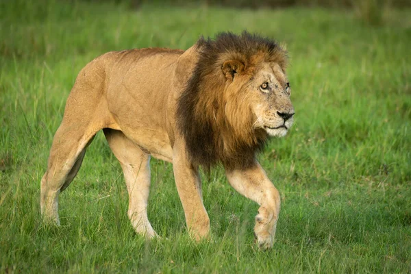 Αρσενικό Λιοντάρι Περπατά Πάνω Από Γρασίδι Ανύψωσης Πόδι — Φωτογραφία Αρχείου