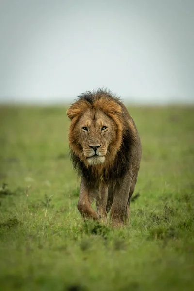 Macho León Camina Sobre Hierba Ojo Cámara —  Fotos de Stock