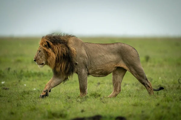 雄ライオンは草原の上を歩く — ストック写真