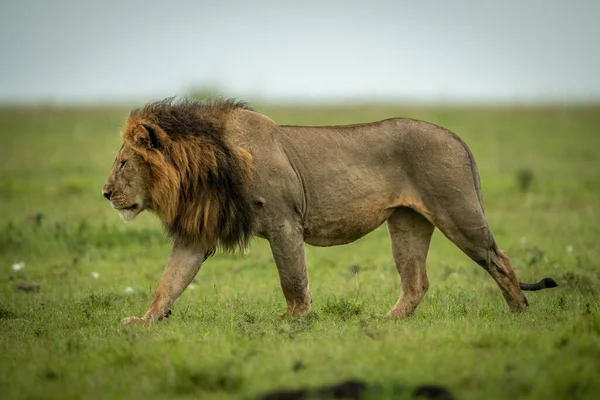 雄狮在草原上行走 — 图库照片