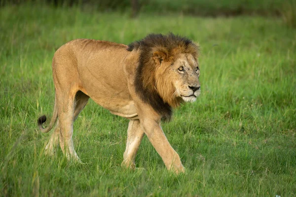 Männlicher Löwe Läuft Savanne Über Gras — Stockfoto