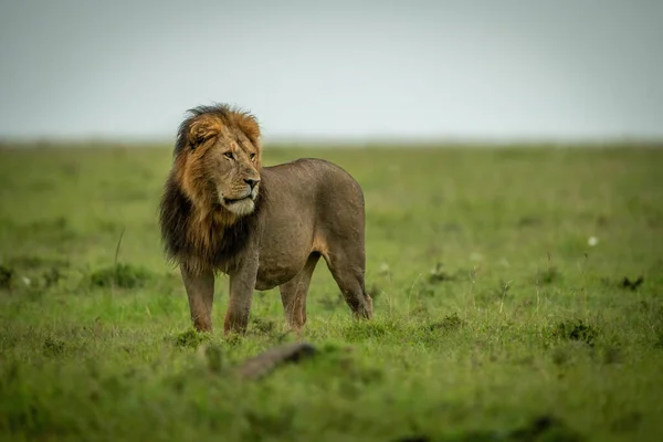 Manligt Lejon Står Stirrande Vänster Över Slätten — Stockfoto