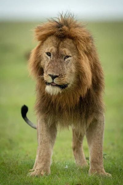 Lion Mâle Tient Tête Armement Face Caméra — Photo