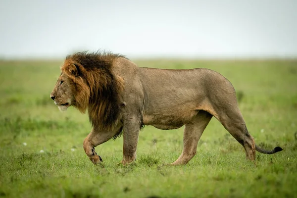 Männlicher Löwe Überquert Grasbewachsene Ebene Und Hebt Pfote — Stockfoto