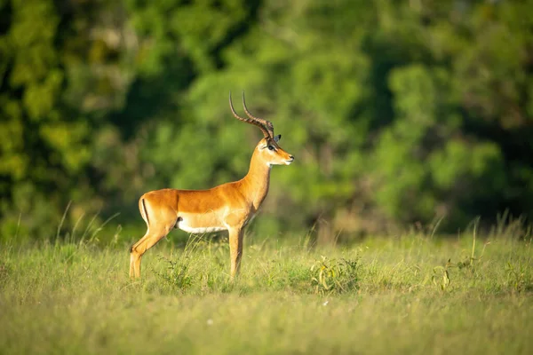 Manlig Vanlig Impala Står Stirrar Savann — Stockfoto