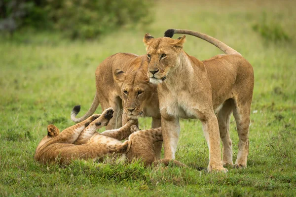 Leeuwen Staan Klaar Voor Welpen Die Gras Spelen — Stockfoto