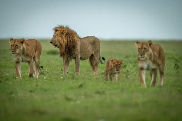 Leonas Cachorros Pasan Macho Sobre Hierba — Foto de Stock