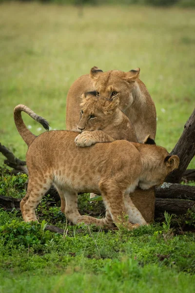 Löwin Beobachtet Löwenjunges Beim Springen Auf Ein Anderes — Stockfoto