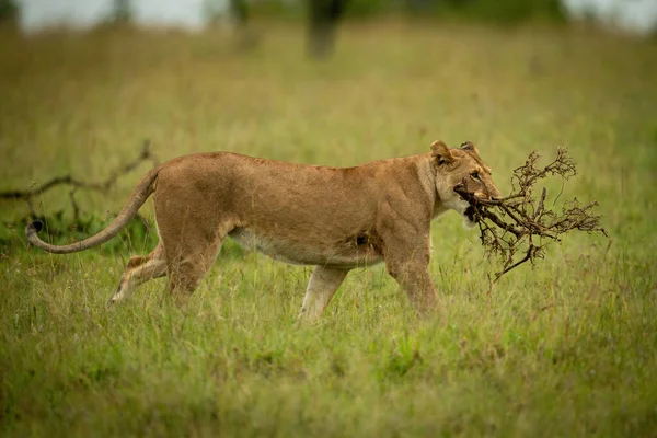 Lioness Walks Long Grass Carrying Branch — Stock Photo, Image