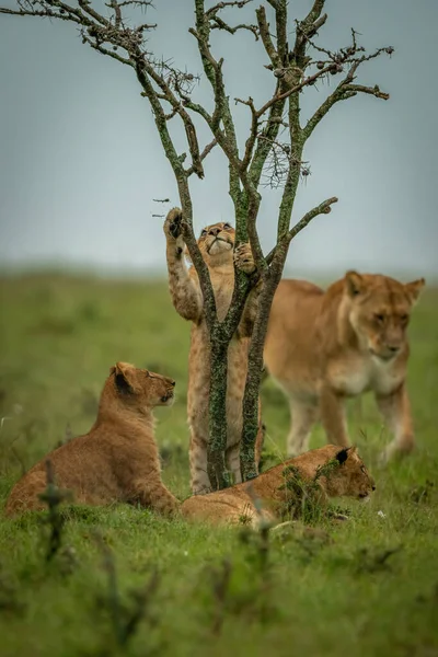 Lionne Passe Devant Trois Oursons Autour Buisson — Photo