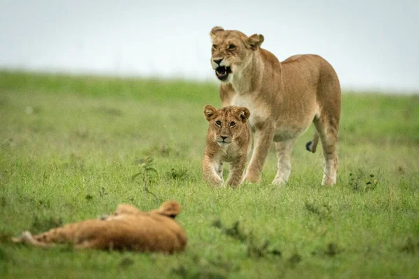 Lioness Stands Yawning Cub Approaches Another — Stock Photo, Image