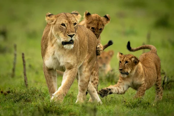 Löwin Steht Auf Gras Und Spielt Mit Jungen — Stockfoto