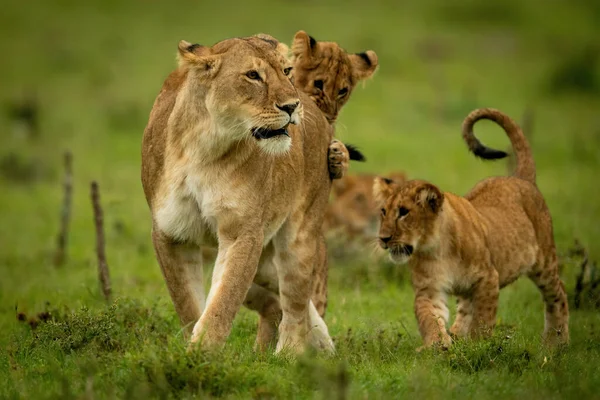 Leona Está Jugando Con Cachorros Hierba — Foto de Stock