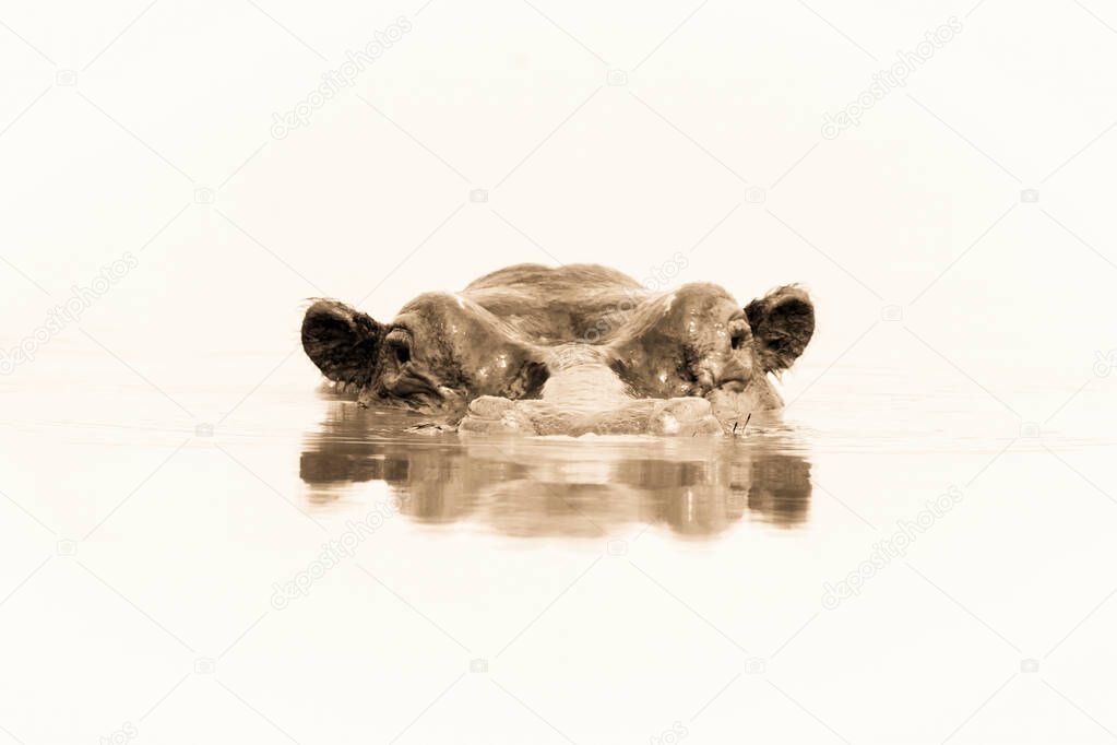 Sepia hippo up to eyes in waterhole