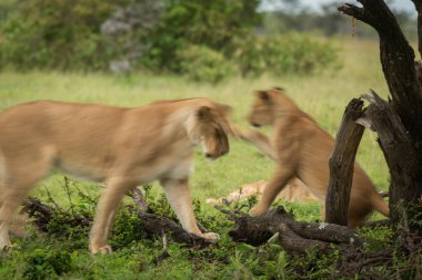 Yavru aslanın yavaş tavası anayı tokatlıyor.