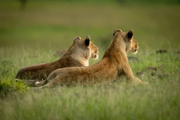 Duas Leoas Deitadas Frente Para Longe Câmera — Fotografia de Stock