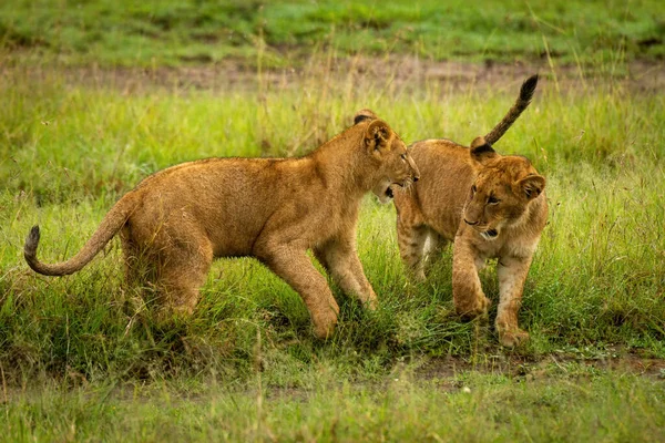 Dois Filhotes Leão Jogar Luta Grama — Fotografia de Stock