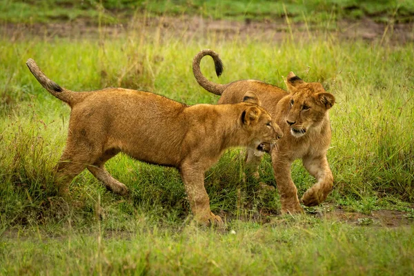 Δύο Λιονταράκια Παίζουν Ξύλο Στο Γρασίδι — Φωτογραφία Αρχείου