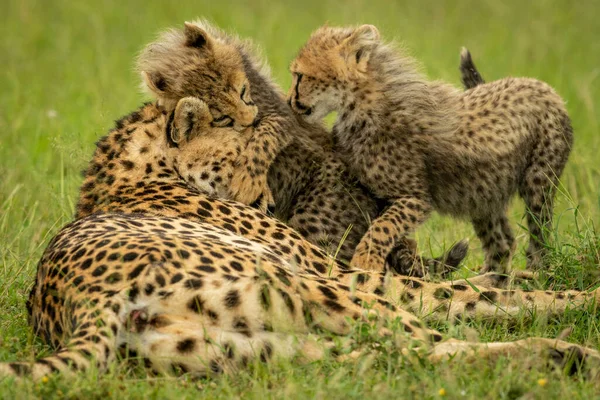 Deux Petits Jouant Avec Guépard Sur Herbe — Photo