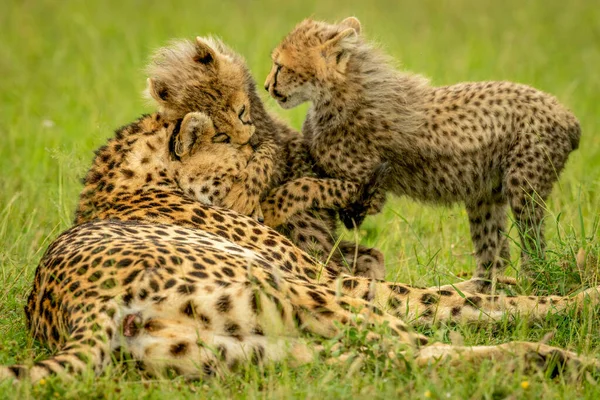 Dois Filhotes Brincar Com Chita Grama — Fotografia de Stock