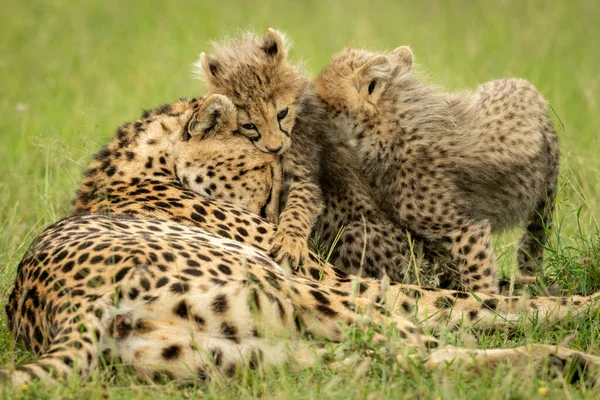 Two cubs play with cheetah in grass