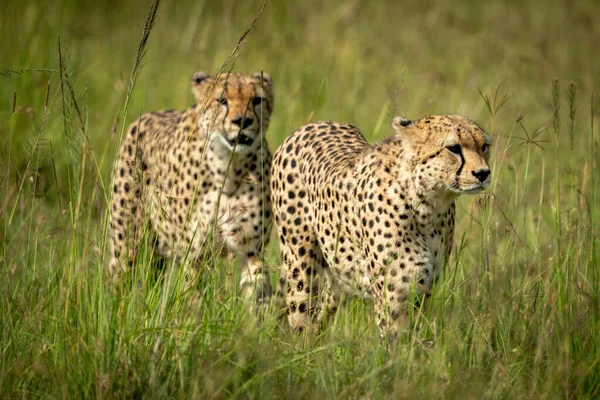 Two Cheetahs Walks Long Grass Together — Stock Photo, Image