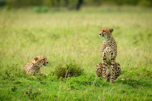 Deux Guépards Assis Couchés Dans Savane — Photo