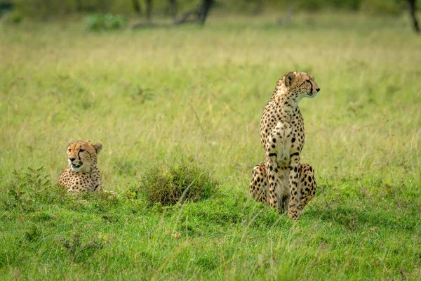 Deux Guépards Assis Couchés Dans Herbe — Photo