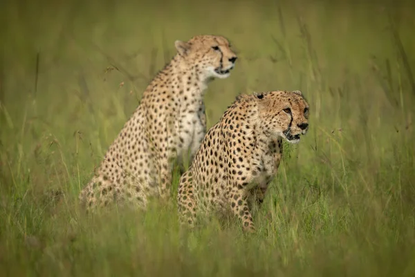 Twee Cheeta Zitten Het Gras Staren — Stockfoto