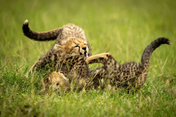 Dvě Gepardí Mláďata Hrají Trávě — Stock fotografie