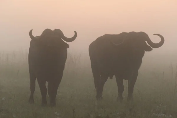 Two Cape Buffalo Stand Silhouetted Sunrise — Stock Photo, Image