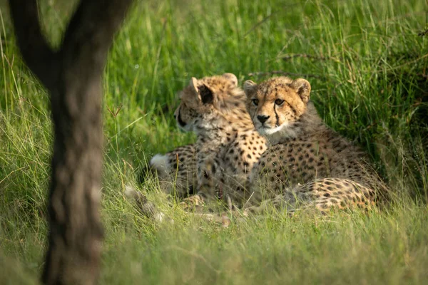 Dvě Gepardí Mláďata Leží Trávě — Stock fotografie