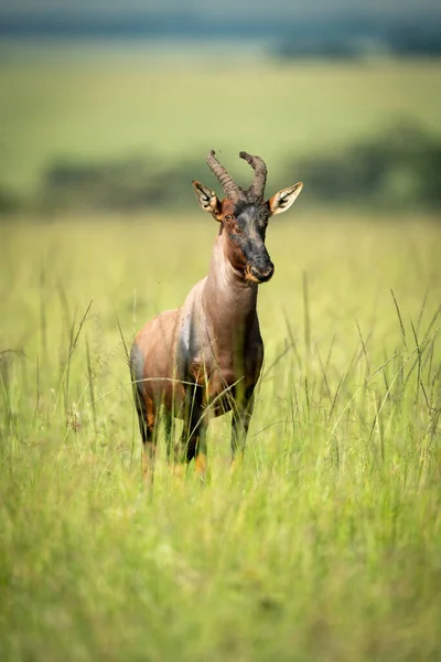 Topi Tient Dans Herbe Longue Caméra Surveillance — Photo