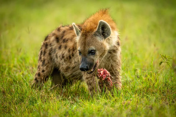 Skvrnitá Hyena Stojí Trávě Kostí — Stock fotografie