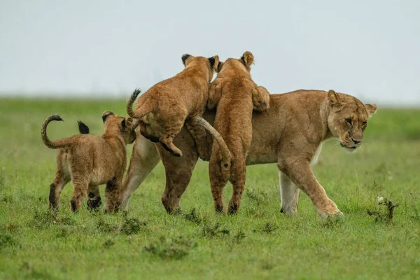 Drei Junge Springen Auf Löwin Gras — Stockfoto