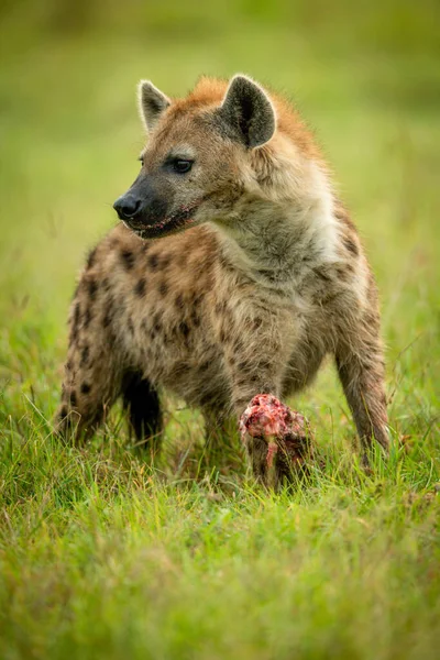 Spotted Hyena Stands Grass Guarding Bone — Stock Photo, Image
